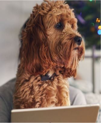 Golden-brown Cockapoo dog looking to the side, resting on a person holding a tablet.