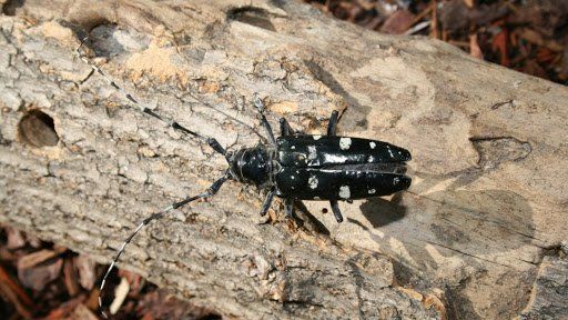 Asian Long-Horned Beetle Asian Long-Horned Beetle