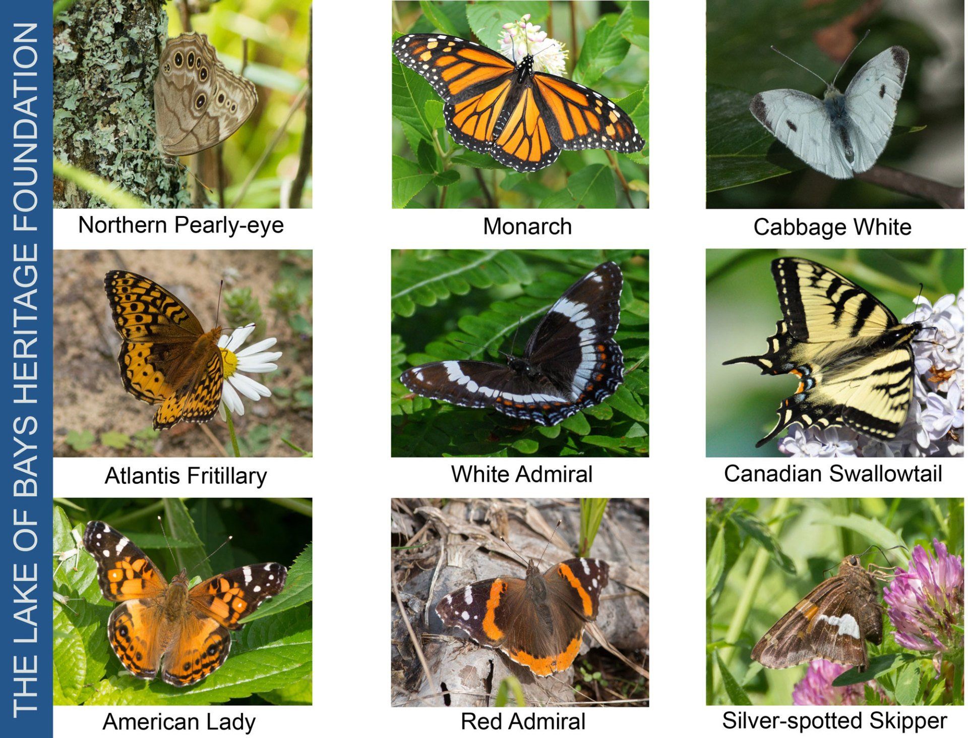 Butterflies