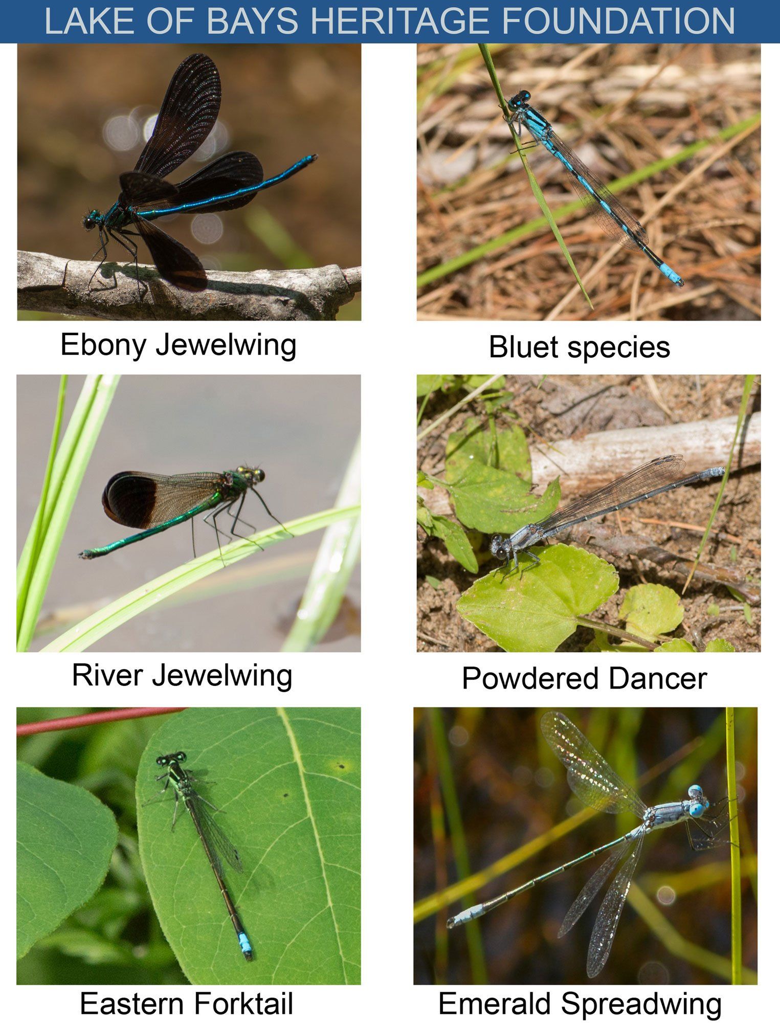 Damselflies