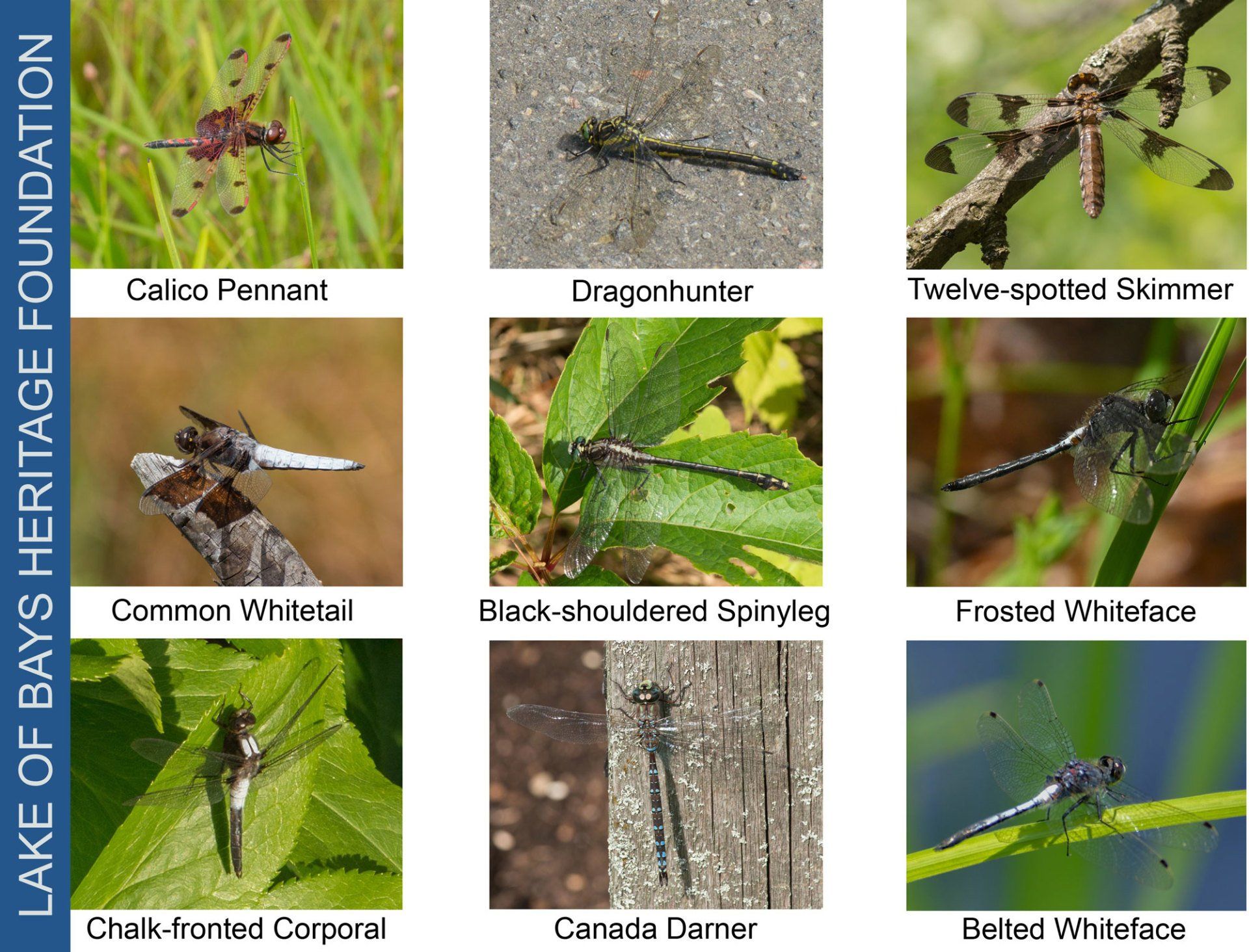 Dragonflies