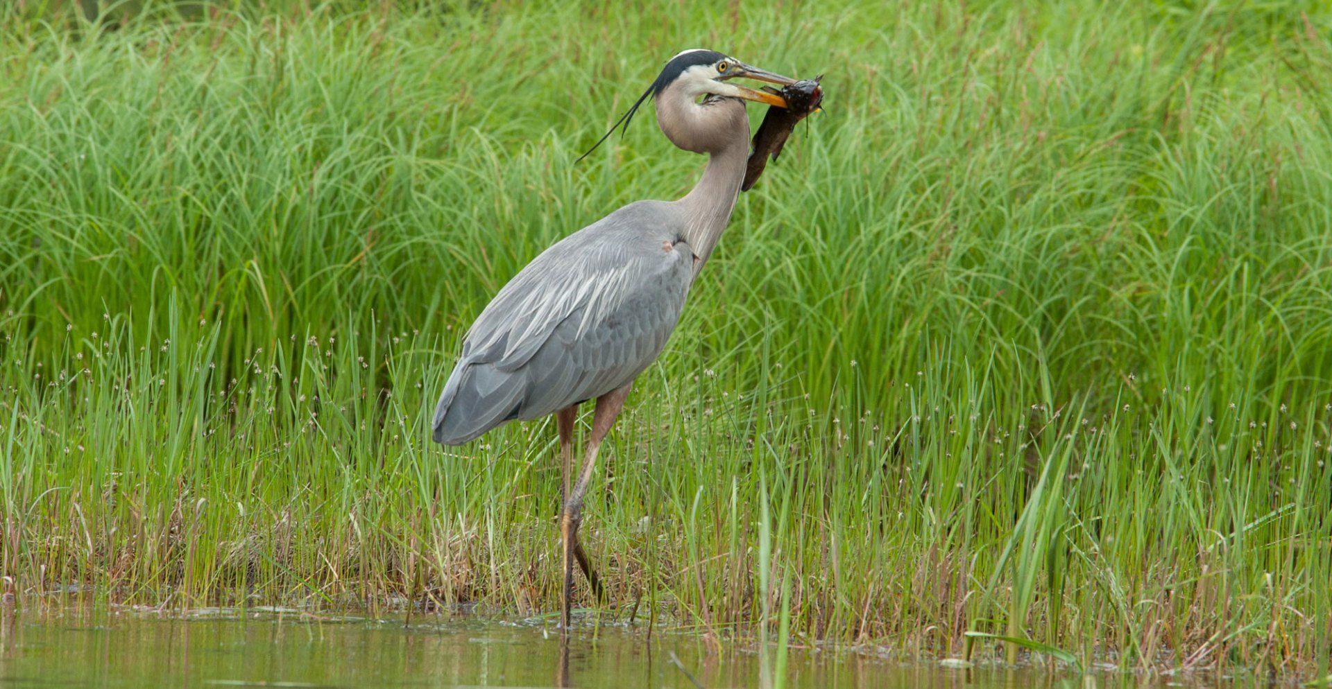 Wetlands in our Watershed
