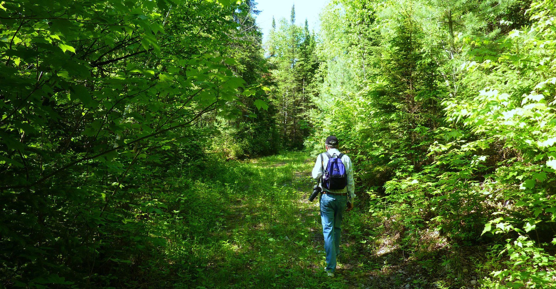 Forest Tax Incentive Forest Tax Incentive