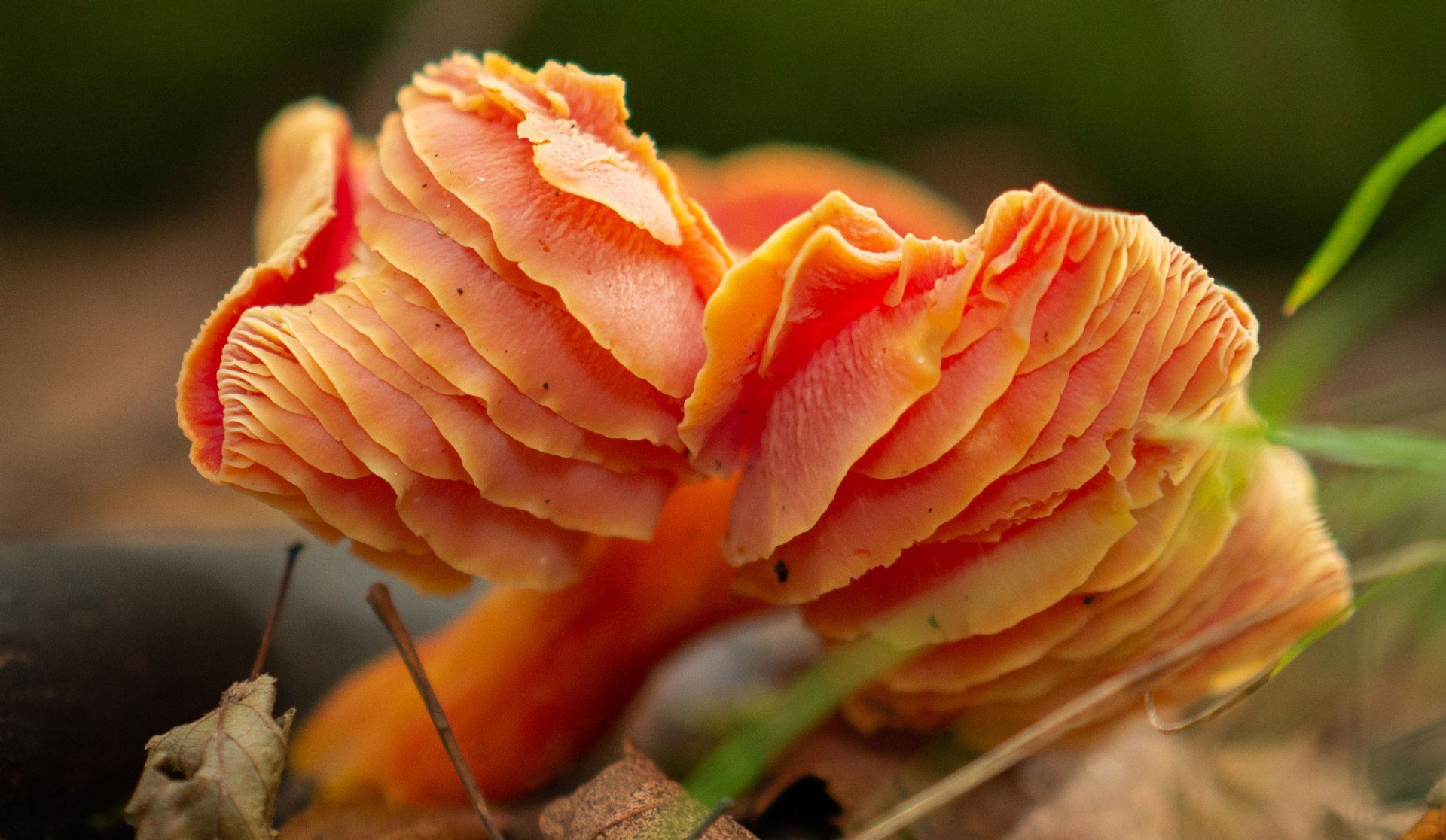 Mushroom Forays