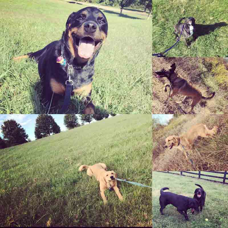 Dogs playing together on grass