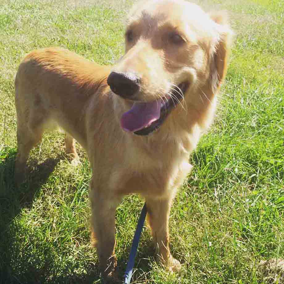Golden retriever in playtime