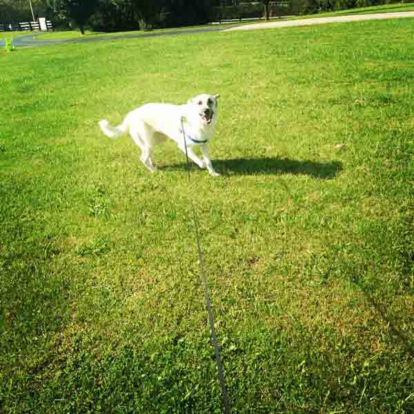 A white dog is running on the grass.