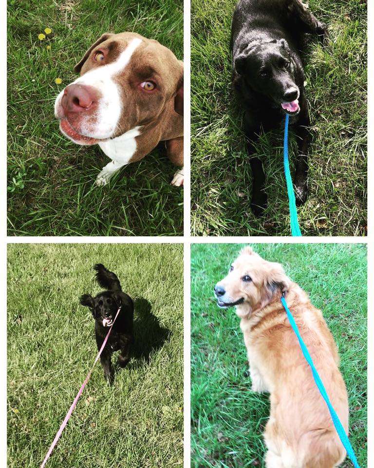Happy dogs on grass