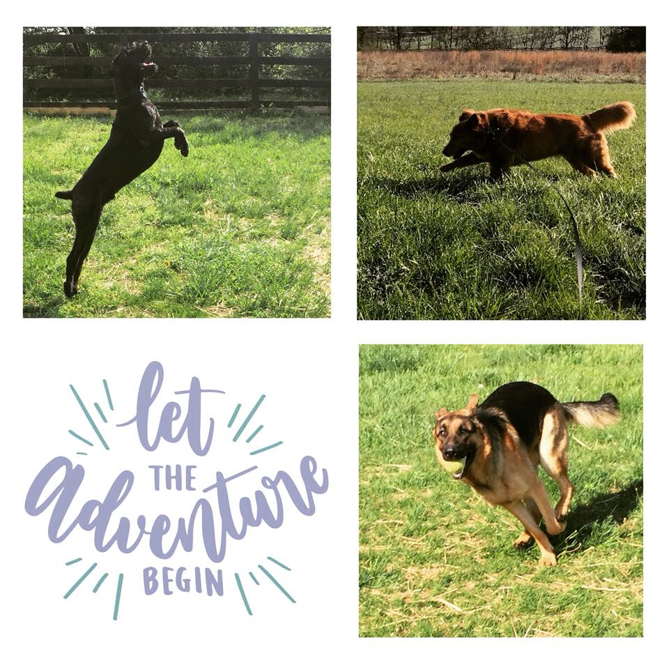 Collage of dogs playing.