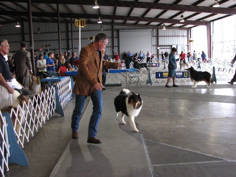 Tom showing River, a Rough Collie