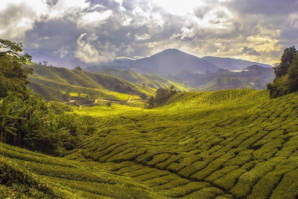 Tea Fields