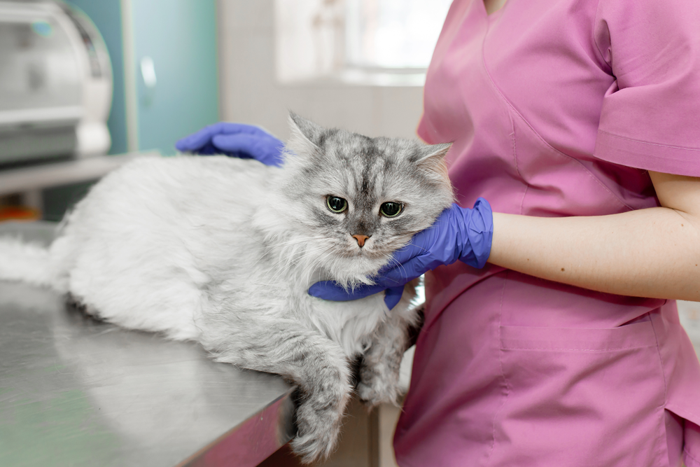 Big Gray Cat on the Table — Louisville, KY — Dixie Animal Hospital Big Gray Cat on the Table — Louisville, KY — Dixie Animal Hospital