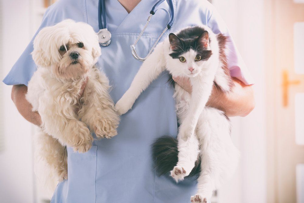 Veterinarian with Dog and Cat — Louisville, KY — Dixie Animal Hospital Veterinarian with Dog and Cat — Louisville, KY — Dixie Animal Hospital