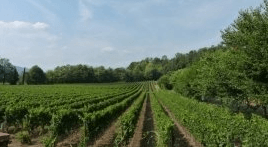 vino da vendemmia manuale