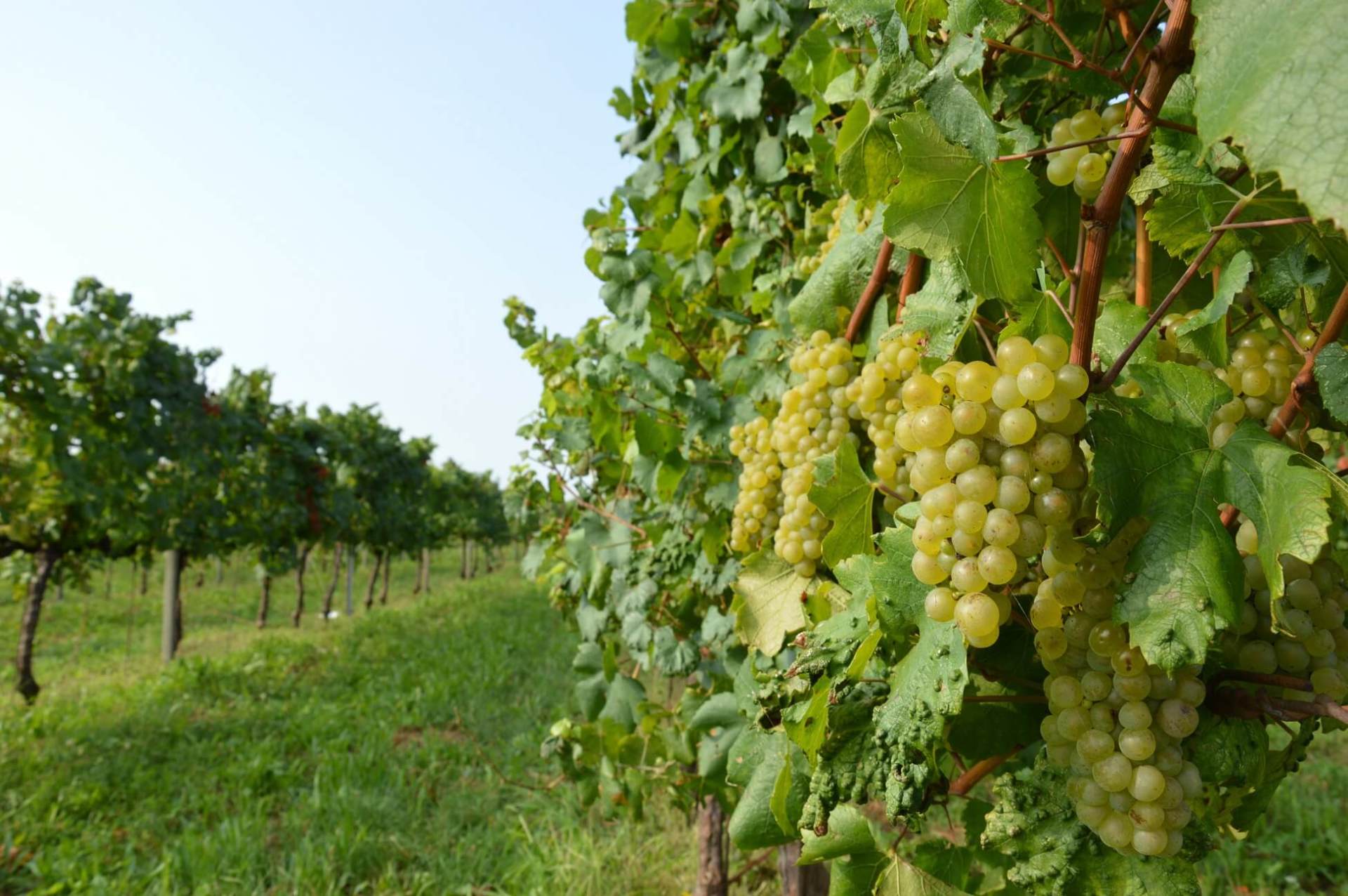 Franciacorta DOCG Saten