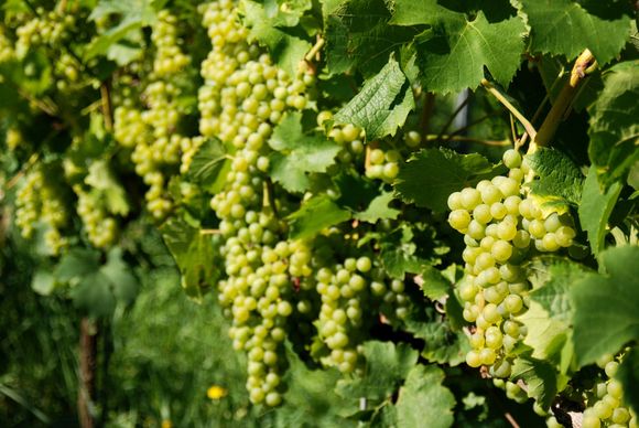 degustazione spumante