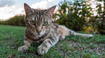 cat on grass