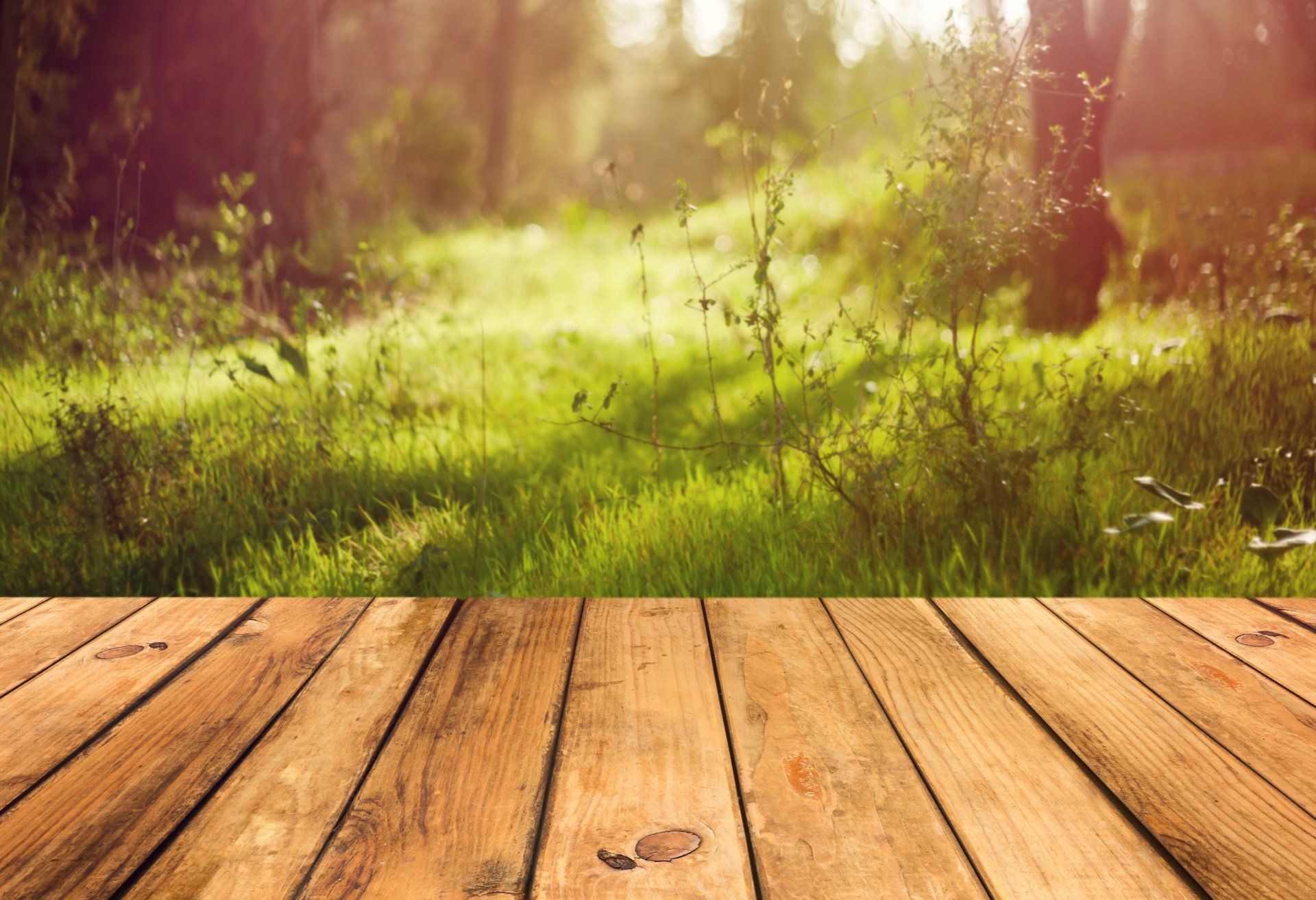 Trim plants — Garden Maintenance in Central Coast, NSW Trim plants — Garden Maintenance in Central Coast, NSW
