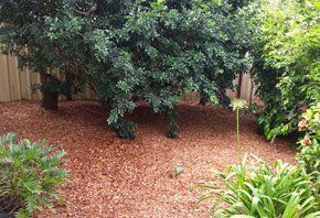 Trees — Garden Maintenance in Central Coast, NSW Trees — Garden Maintenance in Central Coast, NSW