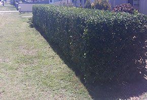 Plants landscape — Handyman Services in Central Coast, NSW Plants landscape — Handyman Services in Central Coast, NSW