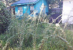 Grass — Rubbish Removal in Central Coast, NSW Grass — Rubbish Removal in Central Coast, NSW