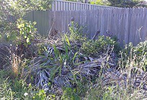 Dried plants — Rubbish Removal in Central Coast, NSW Dried plants — Rubbish Removal in Central Coast, NSW