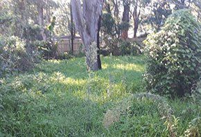 Grass start growing — Rubbish Removal in Central Coast, NSW Grass start growing — Rubbish Removal in Central Coast, NSW