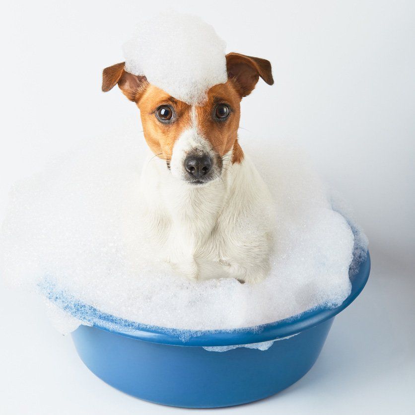 Dog in the bathroom taking a bath
