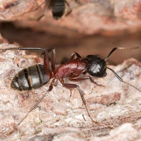 Carpenter ant — Common pest problems in Fort Collins, CO Carpenter ant — Common pest problems in Fort Collins, CO