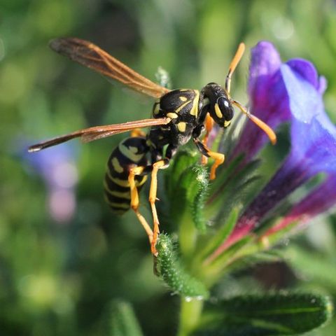 European paper wasp — Common pest problems in Fort Collins, CO European paper wasp — Common pest problems in Fort Collins, CO