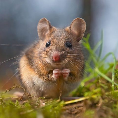 Mice — Common pest problems in Fort Collins, CO Mice — Common pest problems in Fort Collins, CO