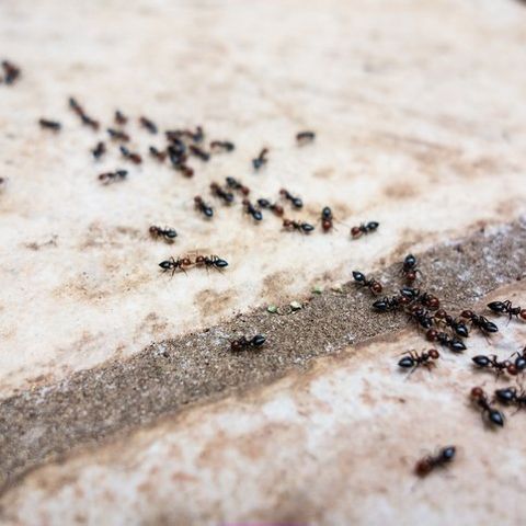 Pavement ant — Common pest problems in Fort Collins, CO Pavement ant — Common pest problems in Fort Collins, CO