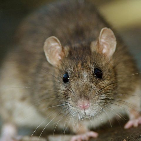 Rats — Common pest problems in Fort Collins, CO Rats — Common pest problems in Fort Collins, CO