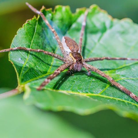 Spiders — Common pest problems in Fort Collins, CO Spiders — Common pest problems in Fort Collins, CO