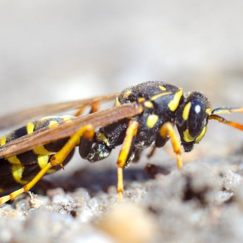 Yellow jacket — Common pest problems in Fort Collins, CO Yellow jacket — Common pest problems in Fort Collins, CO