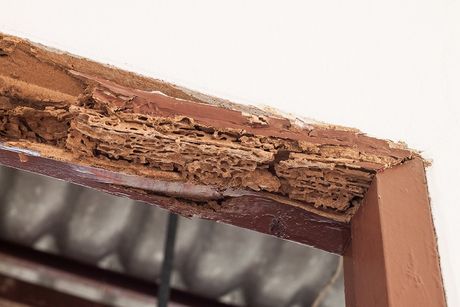 Timber Beam of Door Damaged by Termite - Exterminator in Fort Collins, CO Timber Beam of Door Damaged by Termite - Exterminator in Fort Collins, CO