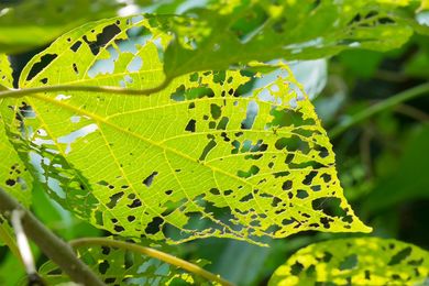 Leaf with holes, eaten by pests - Exterminator in Fort Collins, CO Leaf with holes, eaten by pests - Exterminator in Fort Collins, CO