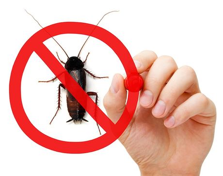 Prohibition Sign Cockroach - Pest Control in Fort Collins, CO Prohibition Sign Cockroach - Pest Control in Fort Collins, CO