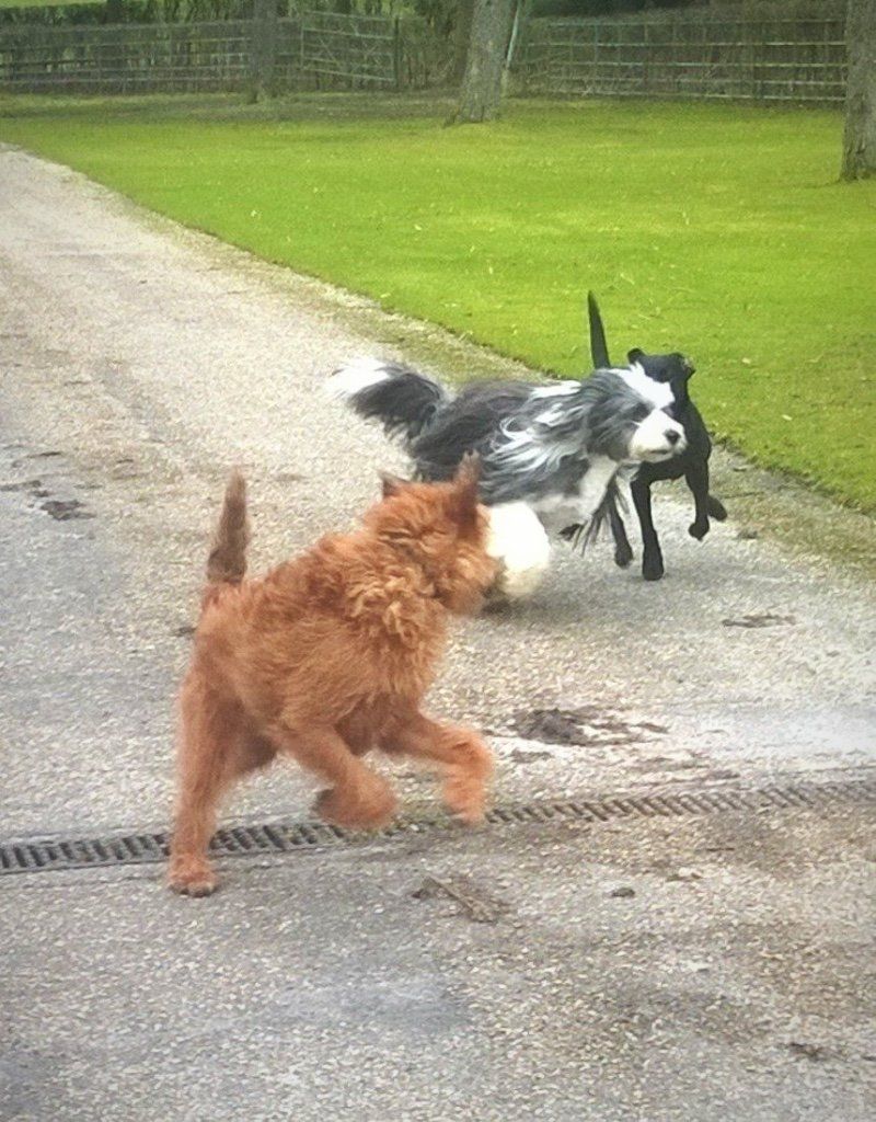 Dog Walking