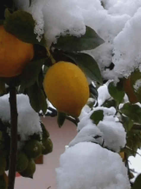 limone biologico