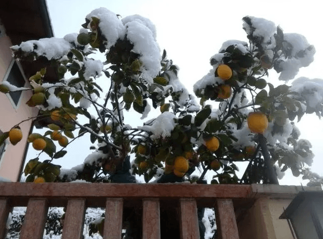 albero di arance