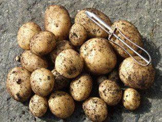Rousay horticultural show