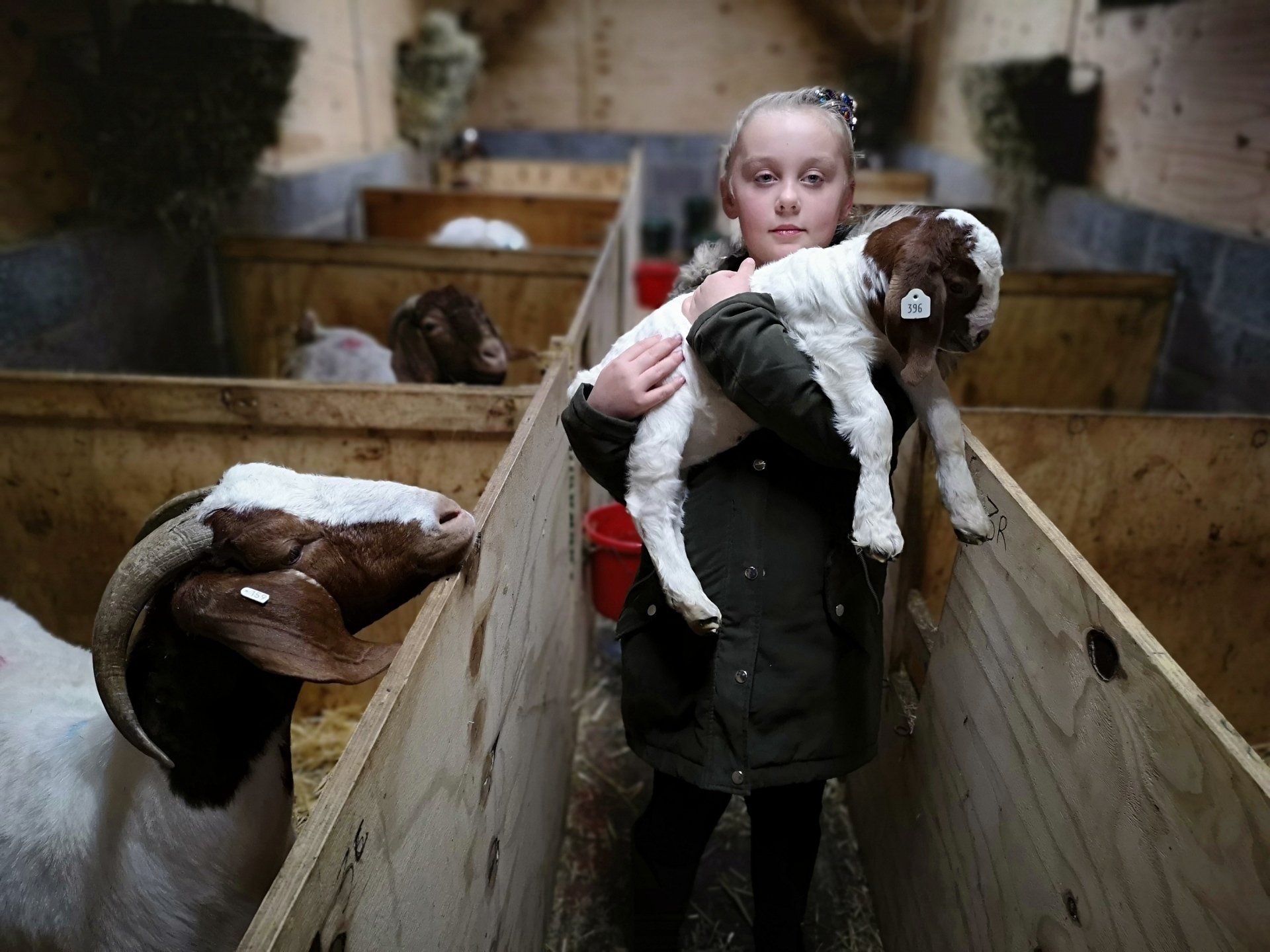 Boer goat breeding