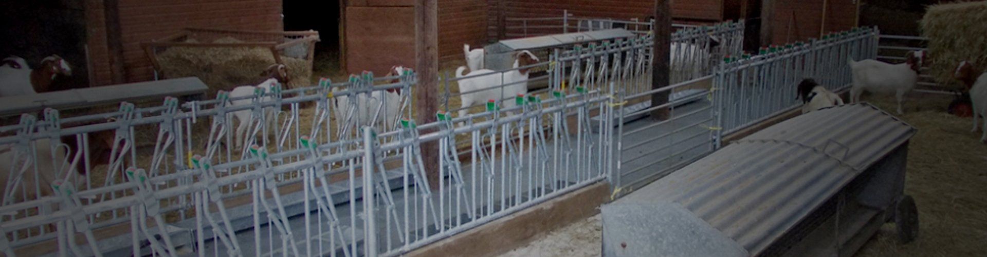 Pedigree Boer goats