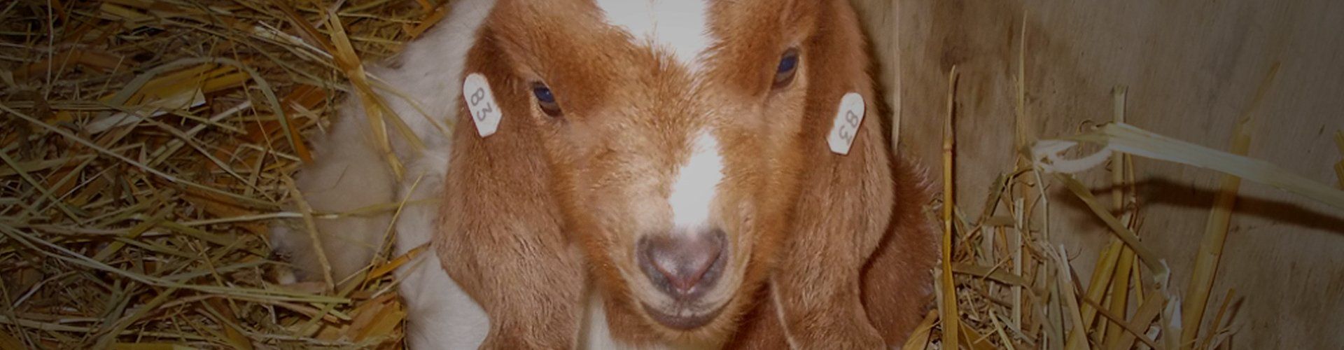 Pedigree Boer goats