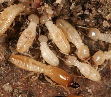 Advanced pest control eliminates harmful bugs and insects from your home