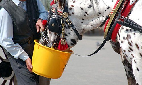 Cabman watering his horse