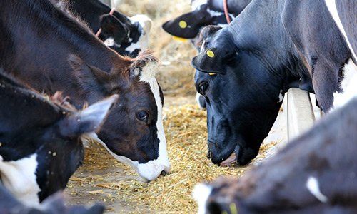 Feeding cows