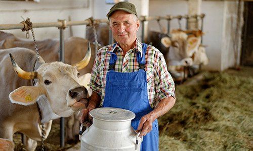 Farmer is working on the organic farm with dairy cows