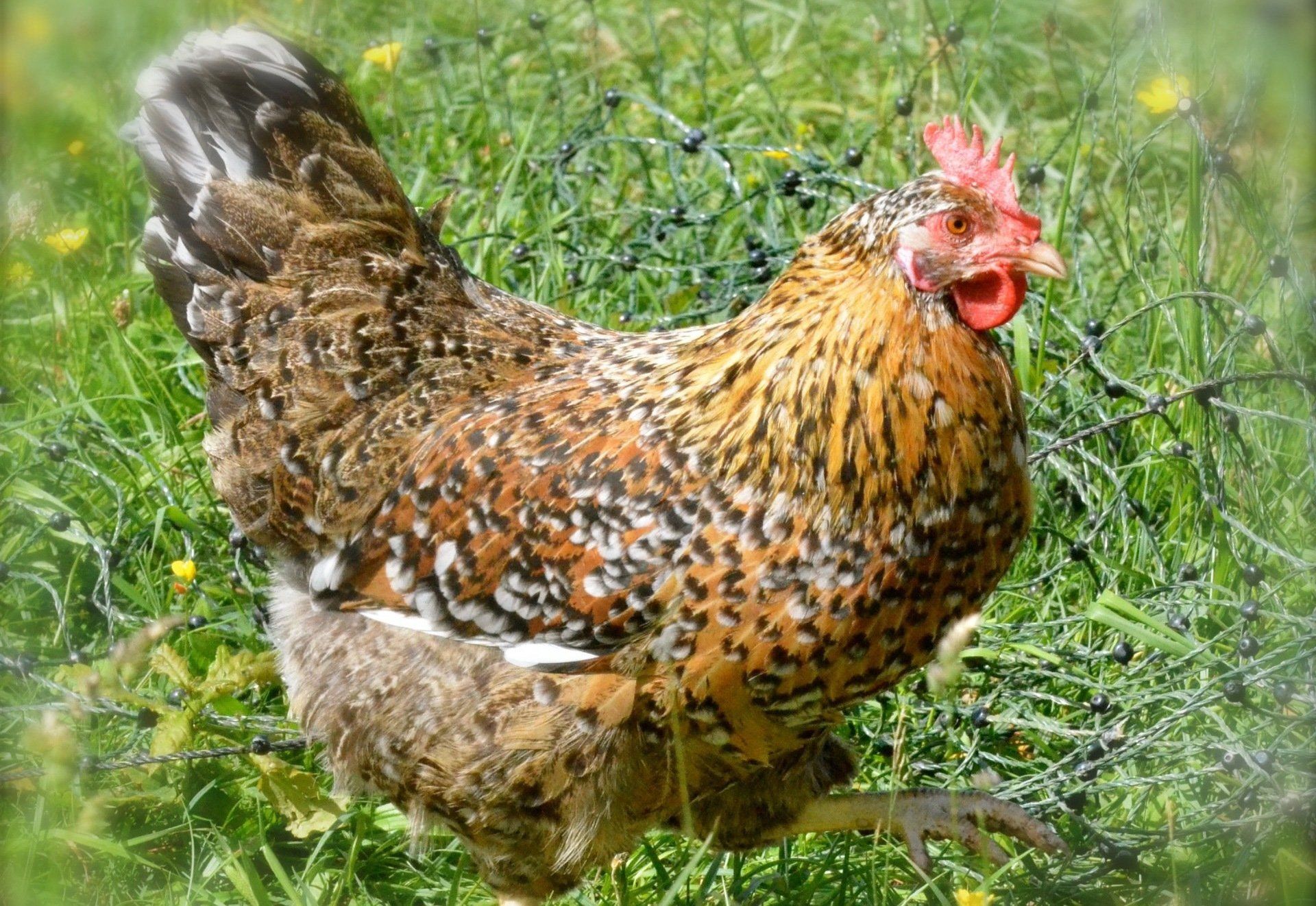 hen